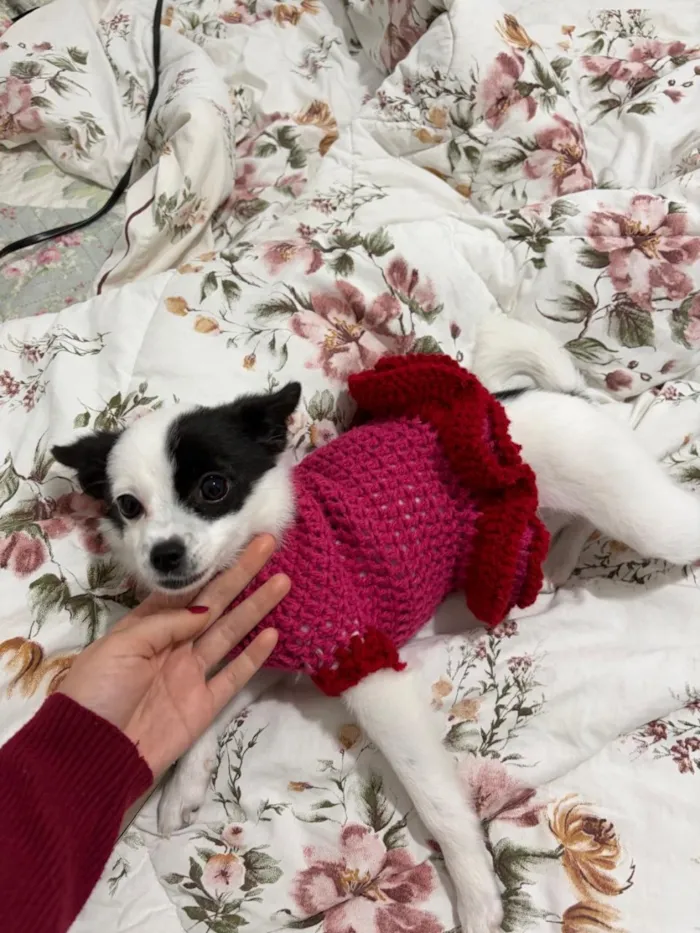 Cachorro raça SRD-ViraLata idade 2 a 6 meses nome Luna