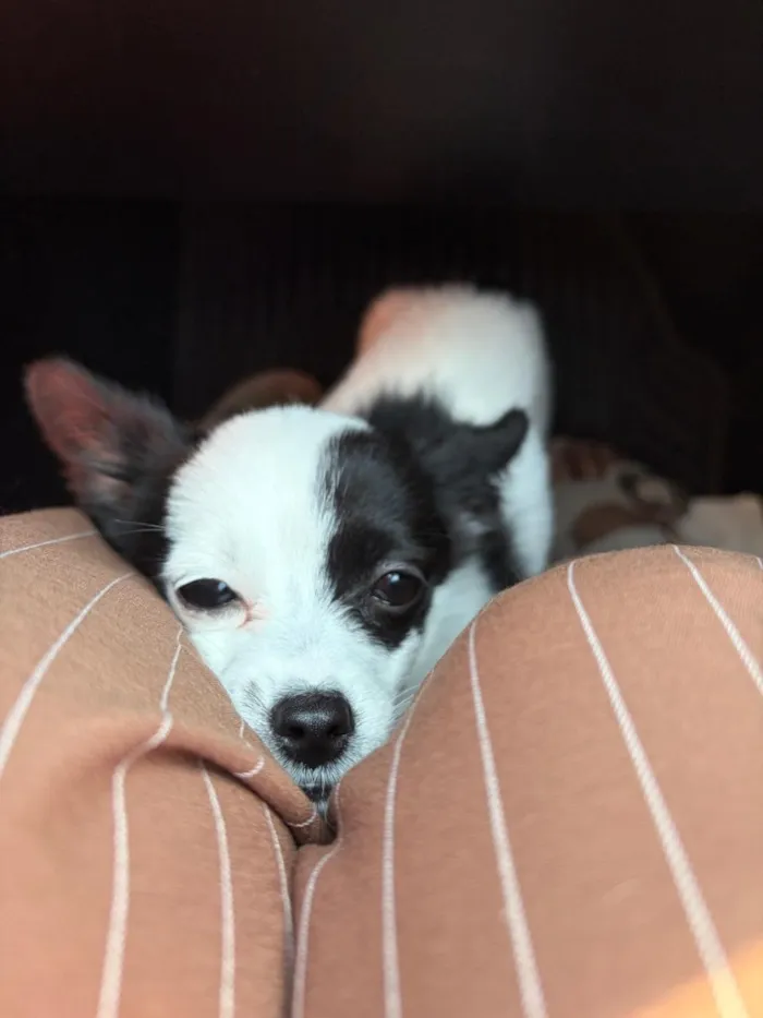 Cachorro raça SRD-ViraLata idade 2 a 6 meses nome Luna
