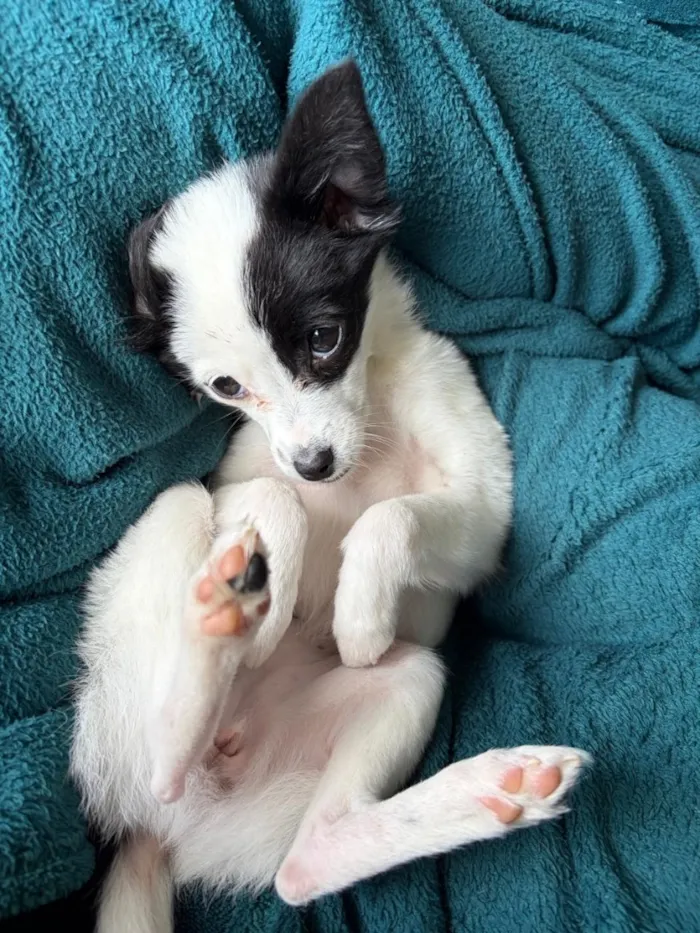 Cachorro raça SRD-ViraLata idade 2 a 6 meses nome Luna