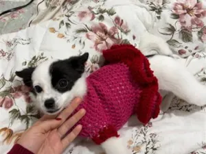 Cachorro raça SRD-ViraLata idade 2 a 6 meses nome Luna