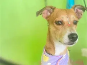 Cachorro raça SRD-ViraLata idade 4 anos nome Lola