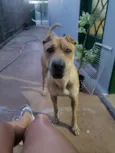 Apollo