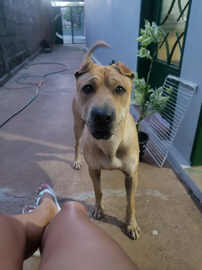 Cachorro raça Shar Pei guzui idade 5 anos nome Apollo