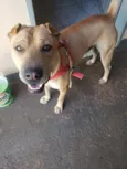 Apollo