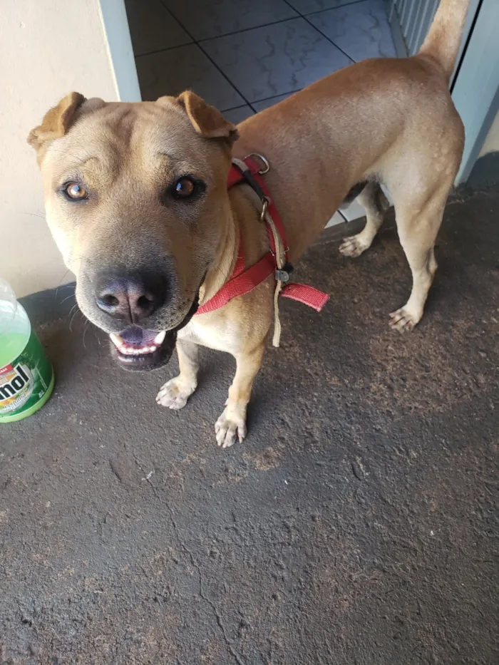 Cachorro raça Shar Pei guzui idade 5 anos nome Apollo