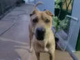 Apollo