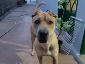 Cachorro raça Shar Pei guzui idade 5 anos nome Apollo