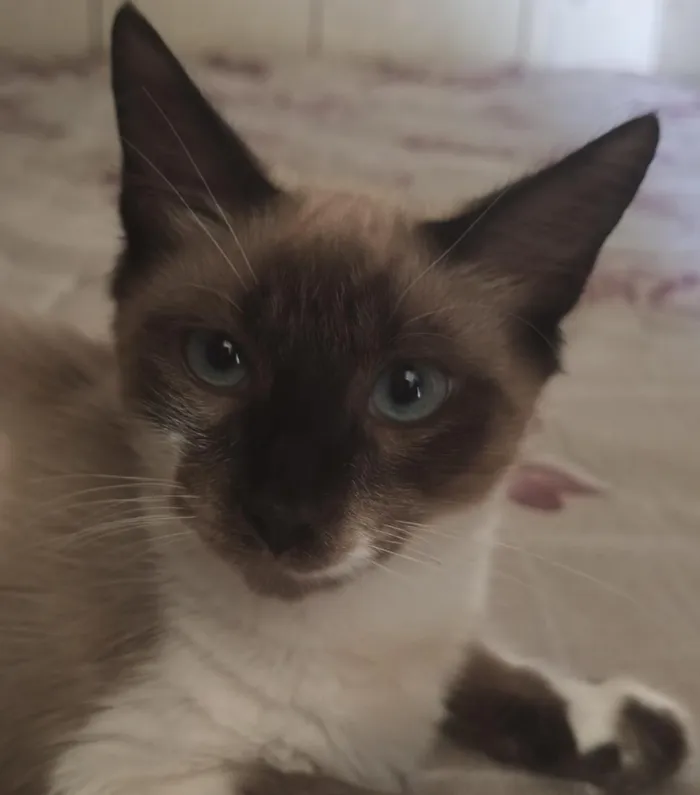 Gato raça SRD-ViraLata idade 2 a 6 meses nome Misty