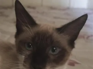 Gato raça SRD-ViraLata idade 2 a 6 meses nome Misty