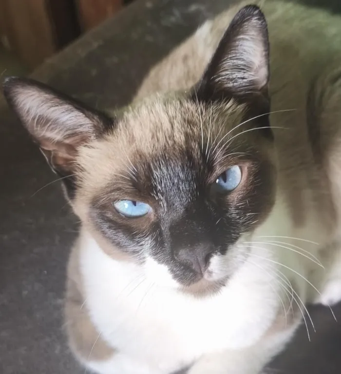 Gato raça Siamês idade 2 a 6 meses nome Geto