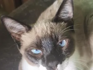 Gato raça Siamês idade 2 a 6 meses nome Geto
