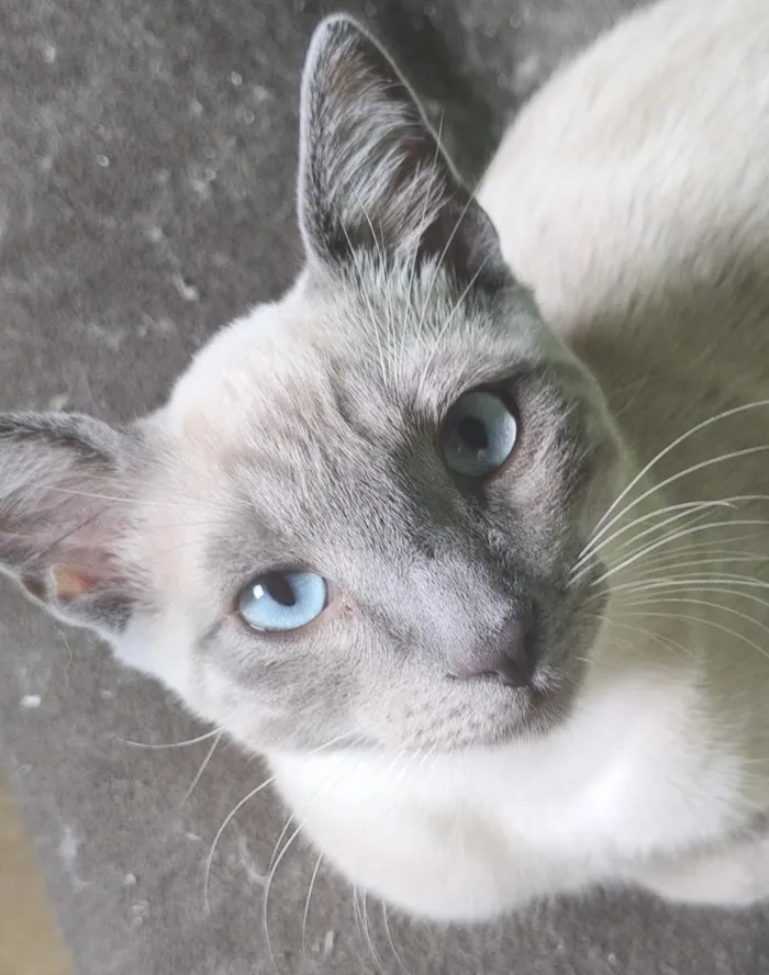 Gato raça Siamês idade 2 a 6 meses nome Satoru