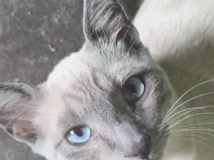 Gato raça Siamês idade 2 a 6 meses nome Satoru