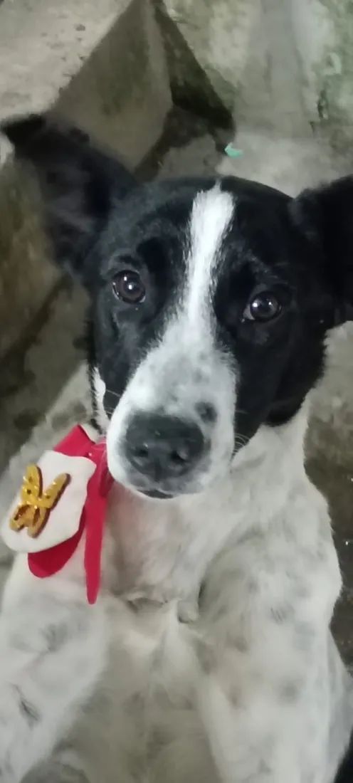 Cachorro raça SRD-ViraLata idade 7 a 11 meses nome Dalila 