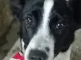 Dalila 