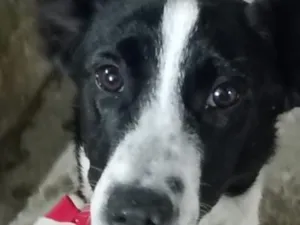 Cachorro raça SRD-ViraLata idade 7 a 11 meses nome Dalila 