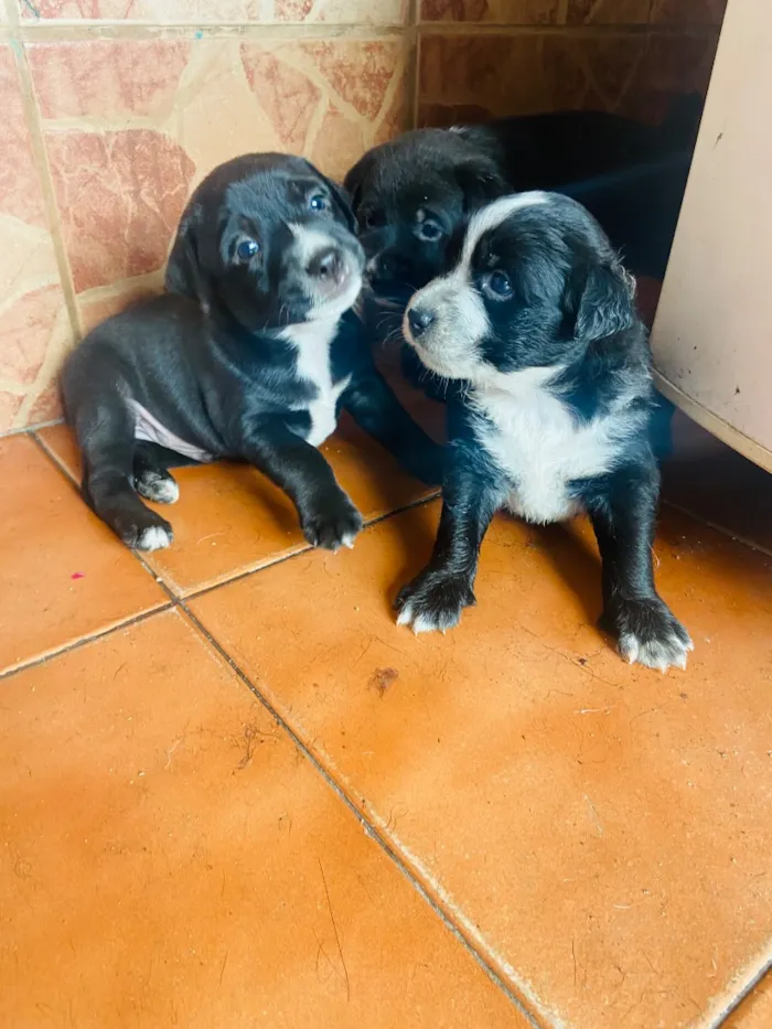 Cachorro raça SRD-ViraLata idade 2 a 6 meses nome Sem nome