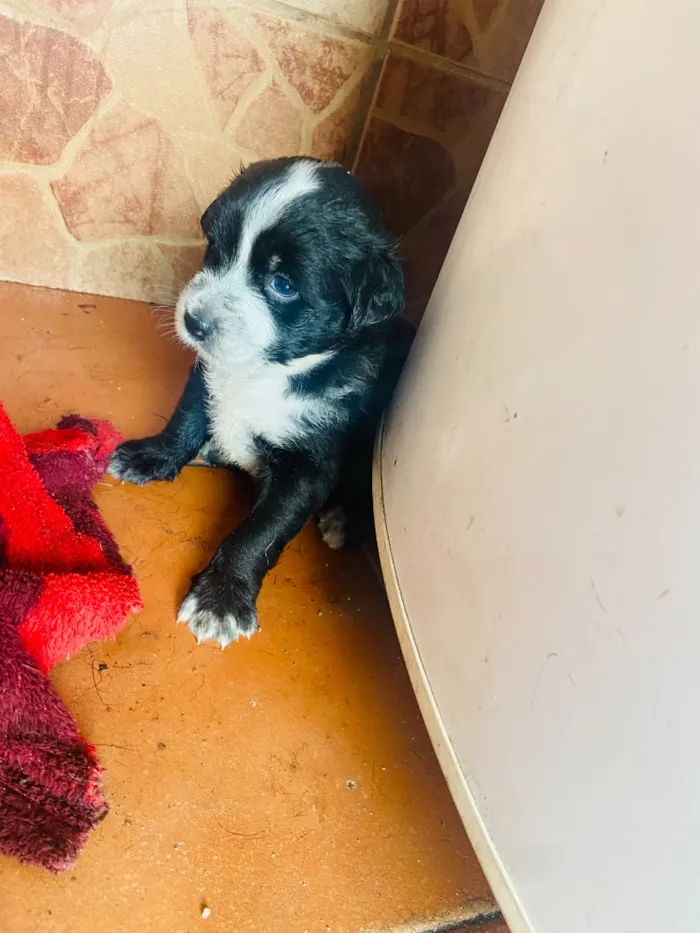 Cachorro raça SRD-ViraLata idade 2 a 6 meses nome Sem nome