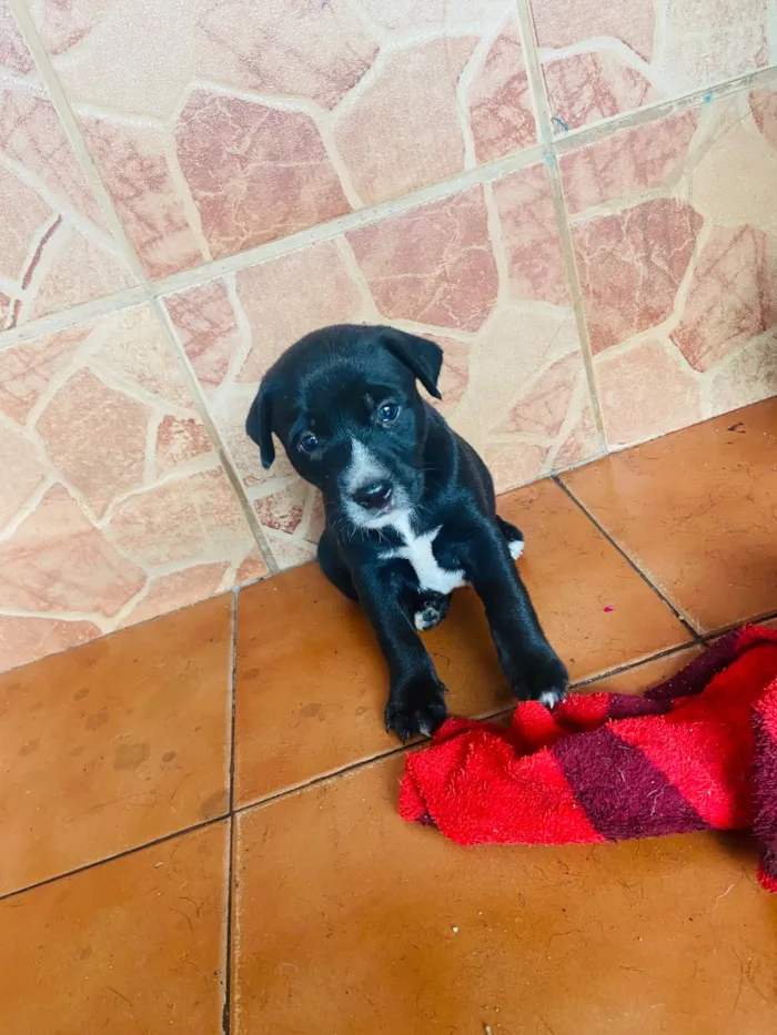 Cachorro raça SRD-ViraLata idade 2 a 6 meses nome Sem nome