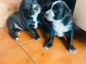 Cachorro raça SRD-ViraLata idade 2 a 6 meses nome Sem nome