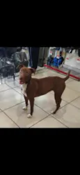 sei não 