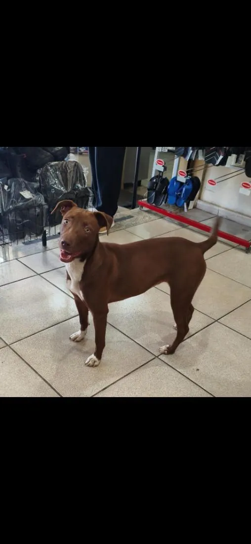 Cachorro raça SRD-ViraLata idade 1 ano nome sei não 