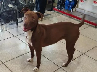 Cachorro raça SRD-ViraLata idade 1 ano nome sei não 
