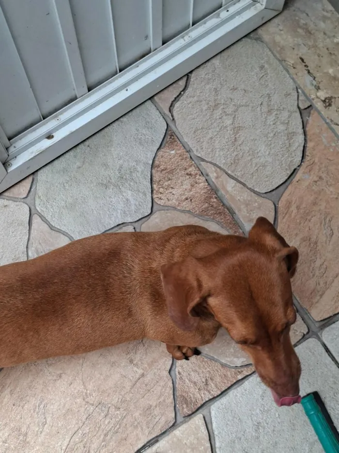 Cachorro raça Basset-Cofap idade 6 ou mais anos nome Summer