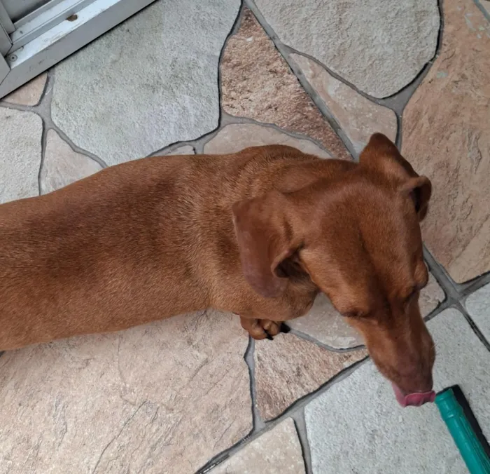 Cachorro raça Basset-Cofap idade 6 ou mais anos nome Summer