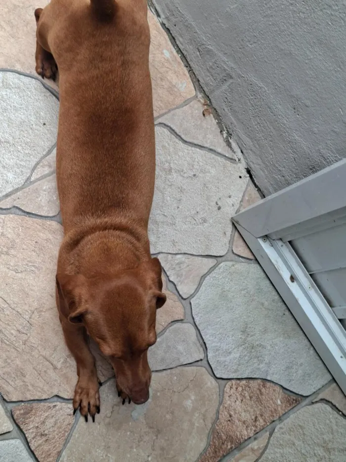 Cachorro raça Basset-Cofap idade 6 ou mais anos nome Summer