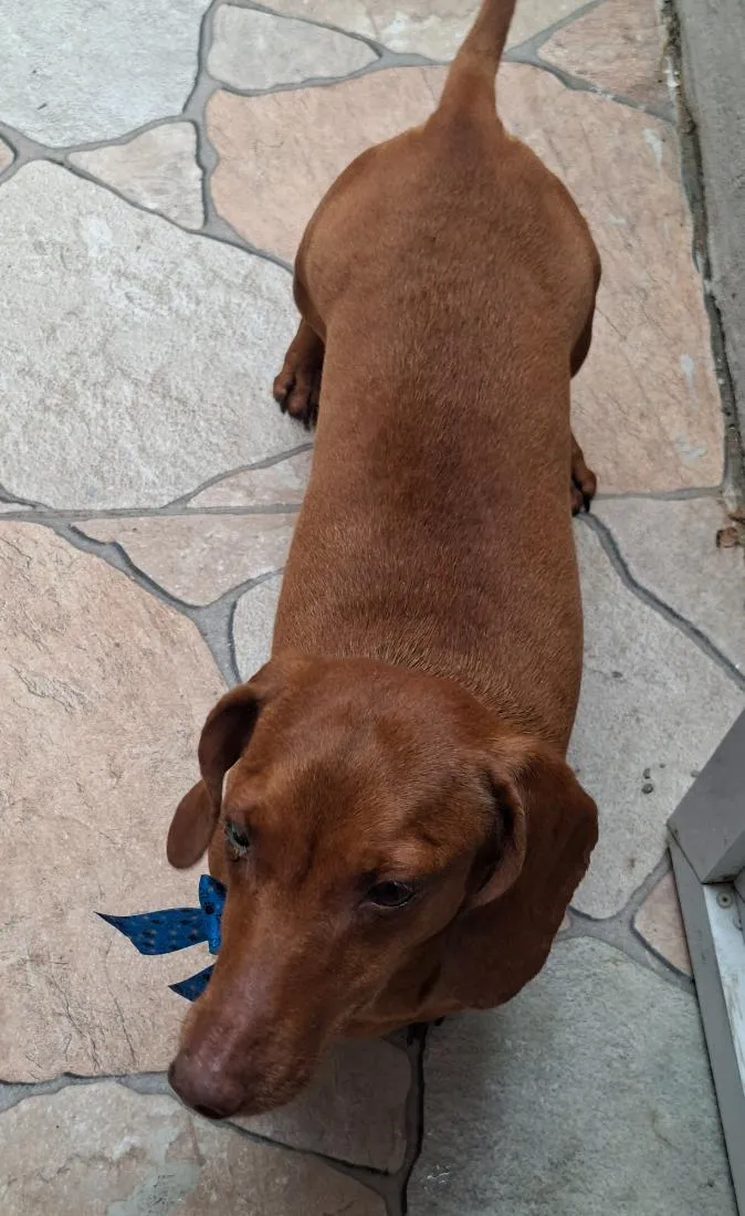 Cachorro raça Basset-Cofap idade 6 ou mais anos nome Summer