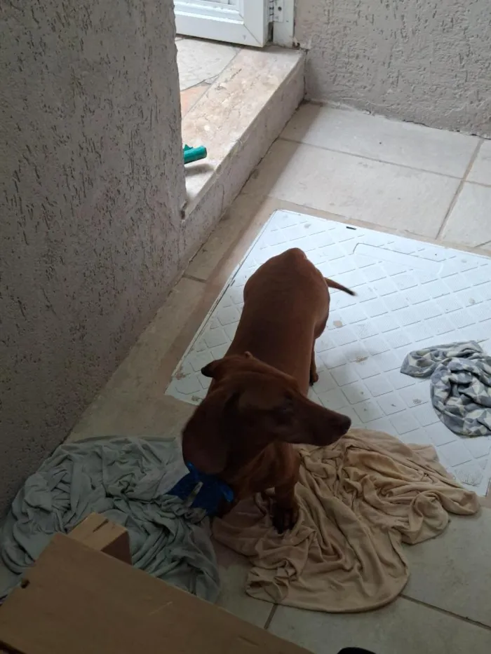 Cachorro raça Basset-Cofap idade 6 ou mais anos nome Summer
