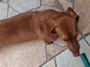 Cachorro raça Basset-Cofap idade 6 ou mais anos nome Summer