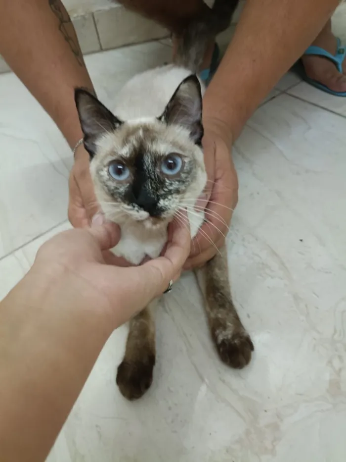 Gato raça Siamês idade 1 ano nome Leona 