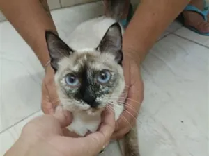 Gato raça Siamês idade 1 ano nome Leona 