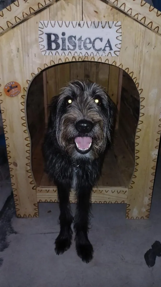 Cachorro raça SRD-ViraLata idade 2 anos nome Bisteca