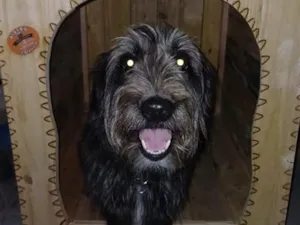 Cachorro raça SRD-ViraLata idade 2 anos nome Bisteca