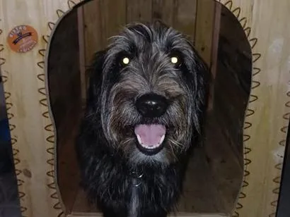 Cachorro raça SRD-ViraLata idade 2 anos nome Bisteca