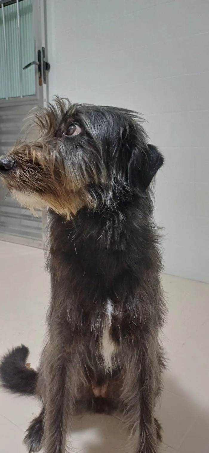 Cachorro raça SRD-ViraLata idade 2 anos nome Bisteca