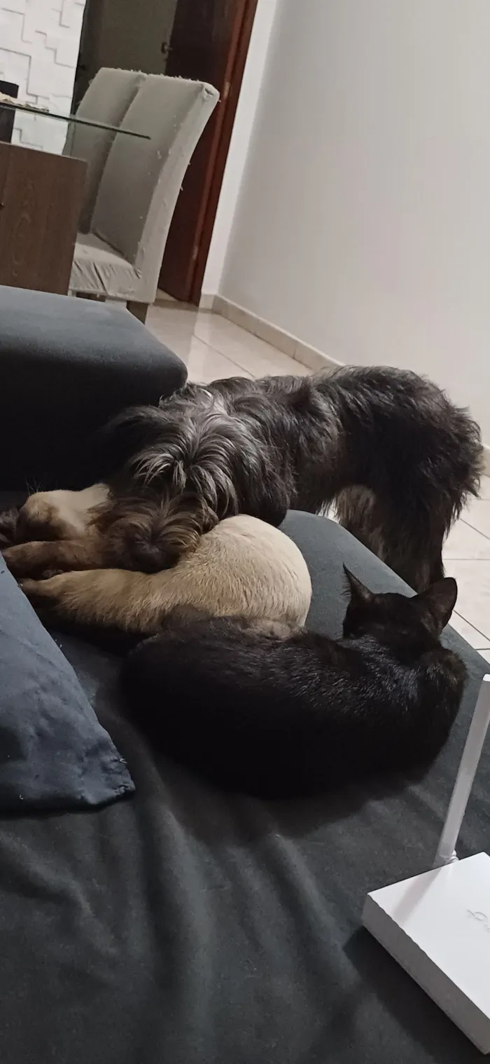 Cachorro raça SRD-ViraLata idade 2 anos nome Bisteca