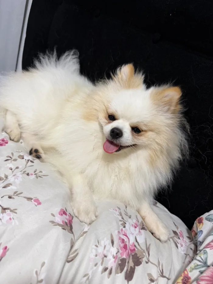 Cachorro raça Shitzu idade 1 ano nome Thor
