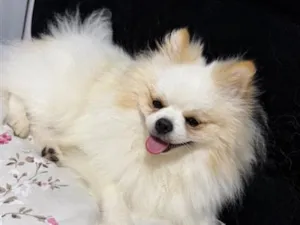 Cachorro raça Shitzu idade 1 ano nome Thor