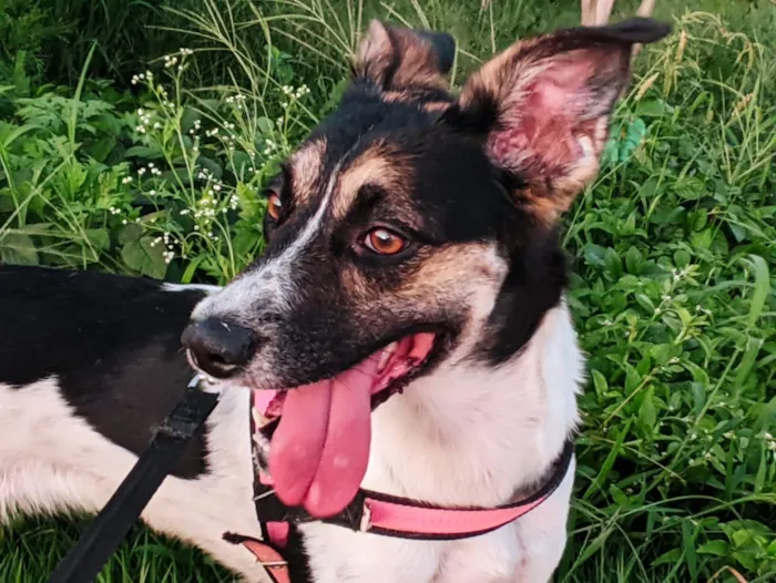 Cachorro raça SRD-ViraLata idade 6 ou mais anos nome Safira