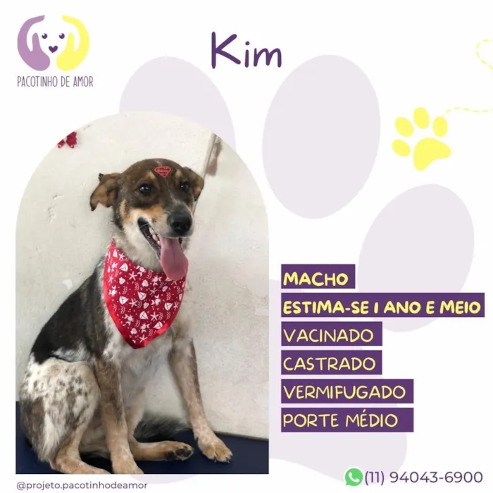 Cachorro raça SRD-ViraLata idade 1 ano nome Kim
