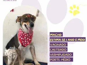 Cachorro raça SRD-ViraLata idade 1 ano nome Kim