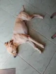 caramelo 