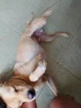 caramelo 