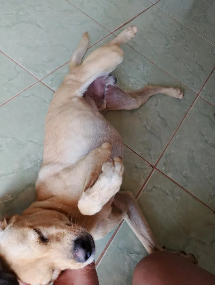 Cachorro raça SRD-ViraLata idade 2 anos nome caramelo 