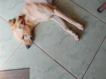 Cachorro raça SRD-ViraLata idade 2 anos nome caramelo 