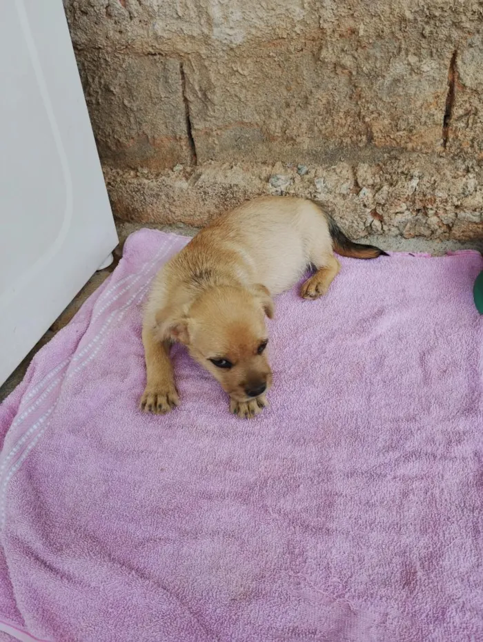 Cachorro raça SRD-ViraLata idade 2 a 6 meses nome bolota ou como a pessoa quiser chamar 